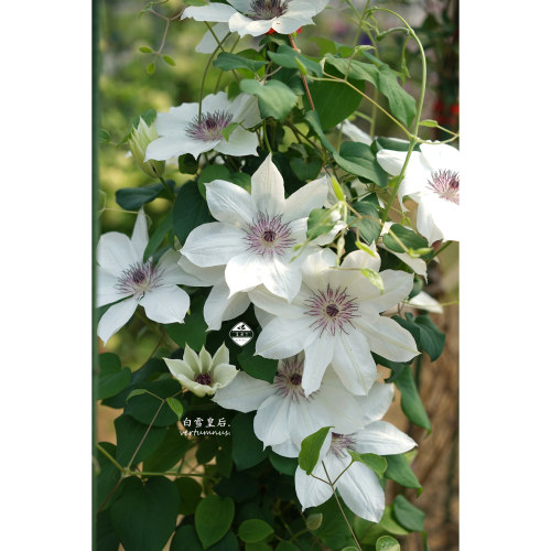 攀爬藤本花卉铁线莲花园老园丁