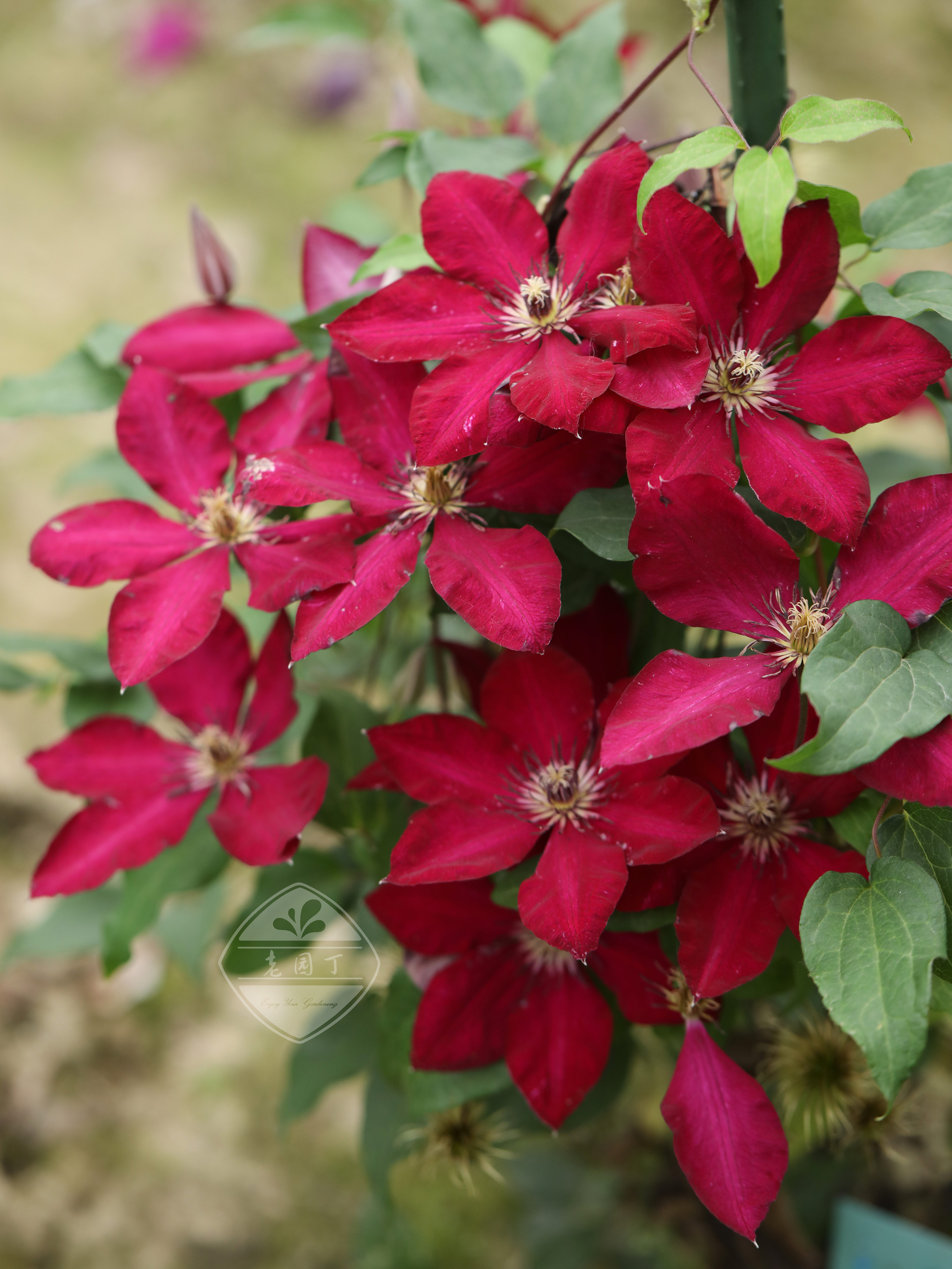 早花组铁线莲③ 花火倪欧碧亨利瑞贝卡冬之旅落日 老园丁花园盆栽