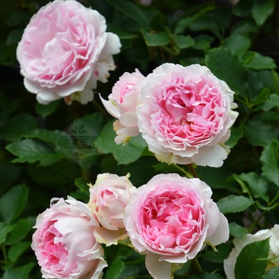 木村四季藤本月季攀爬老园丁盆栽