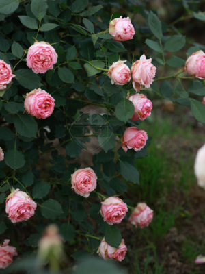 老园丁花园月季盆栽高大强健粉色