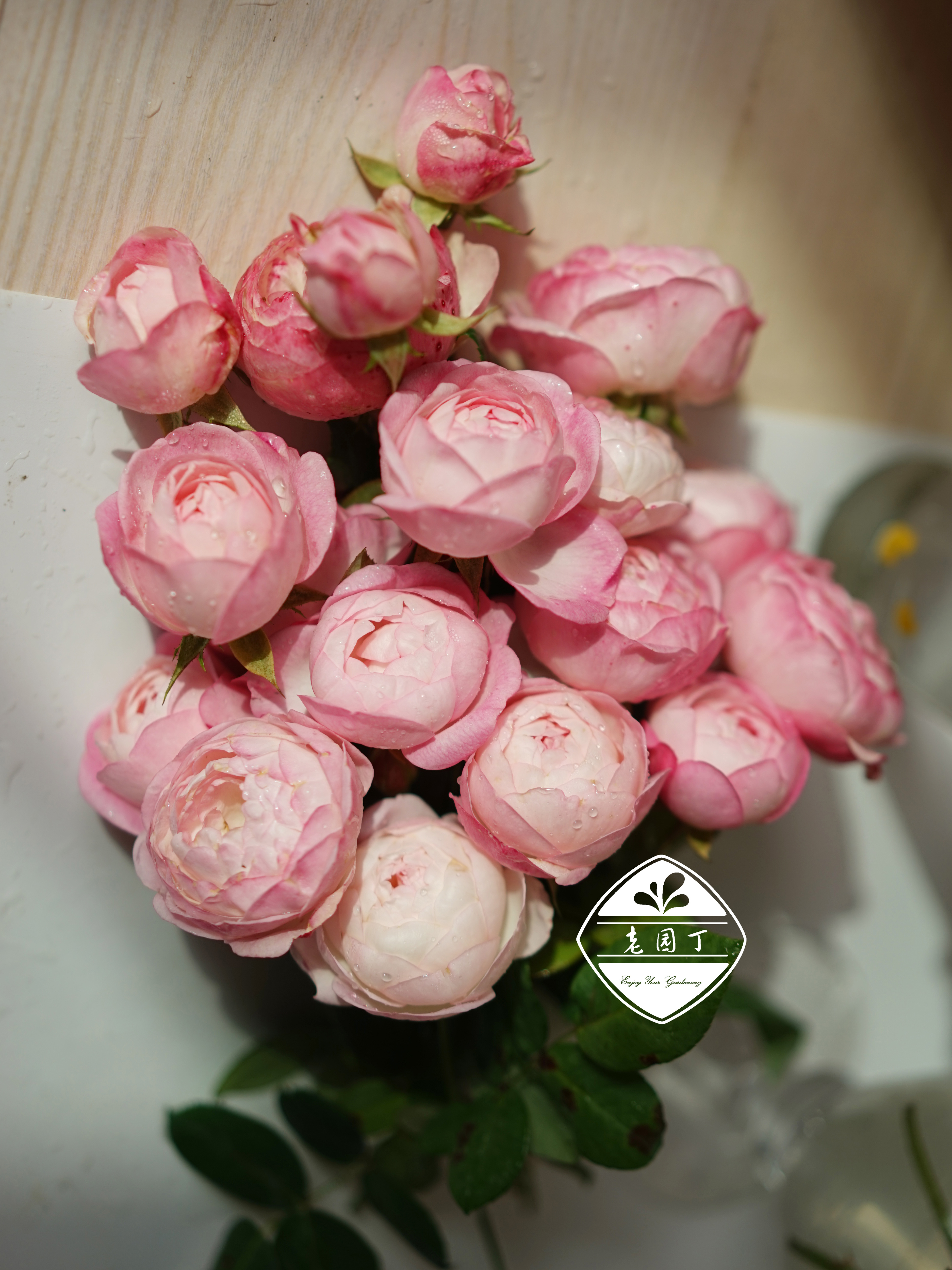 草莓杏仁饼 p11盆灌木月季 粉色仙气丰花强健抗病 老园丁庭院盆栽