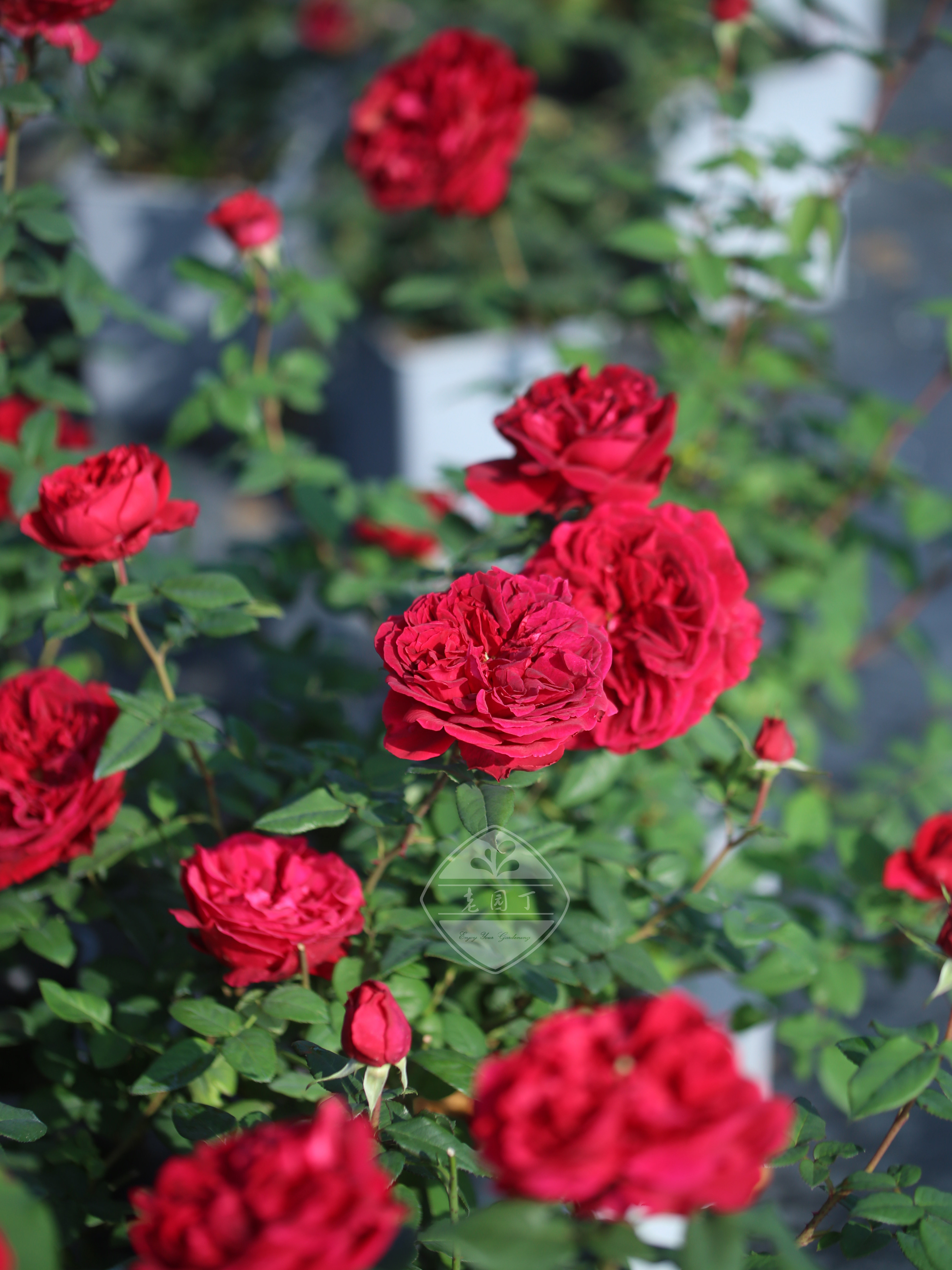 蛇蝎美人 切花月季P11盆 红色大花丰花直立抗病 老园丁庭院盆栽,鲜花速递/花卉仿真/绿植园艺,月季/蔷薇/玫瑰,淘宝优惠券,粉丝福利购,淘宝优惠卷