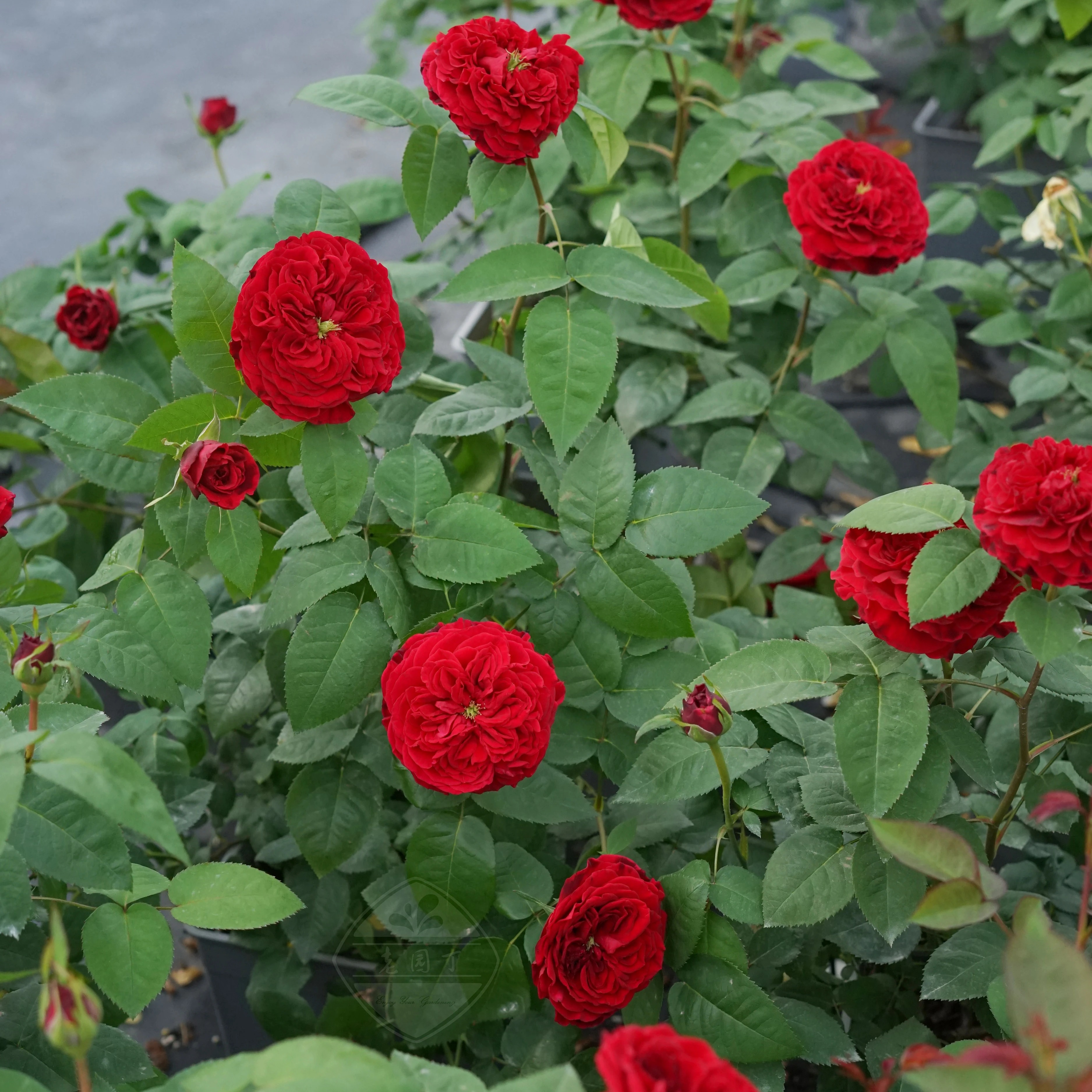 奥斯汀根接小苗伊莫金苔丝碧翠丝达尔文老园丁庭院盆栽月季