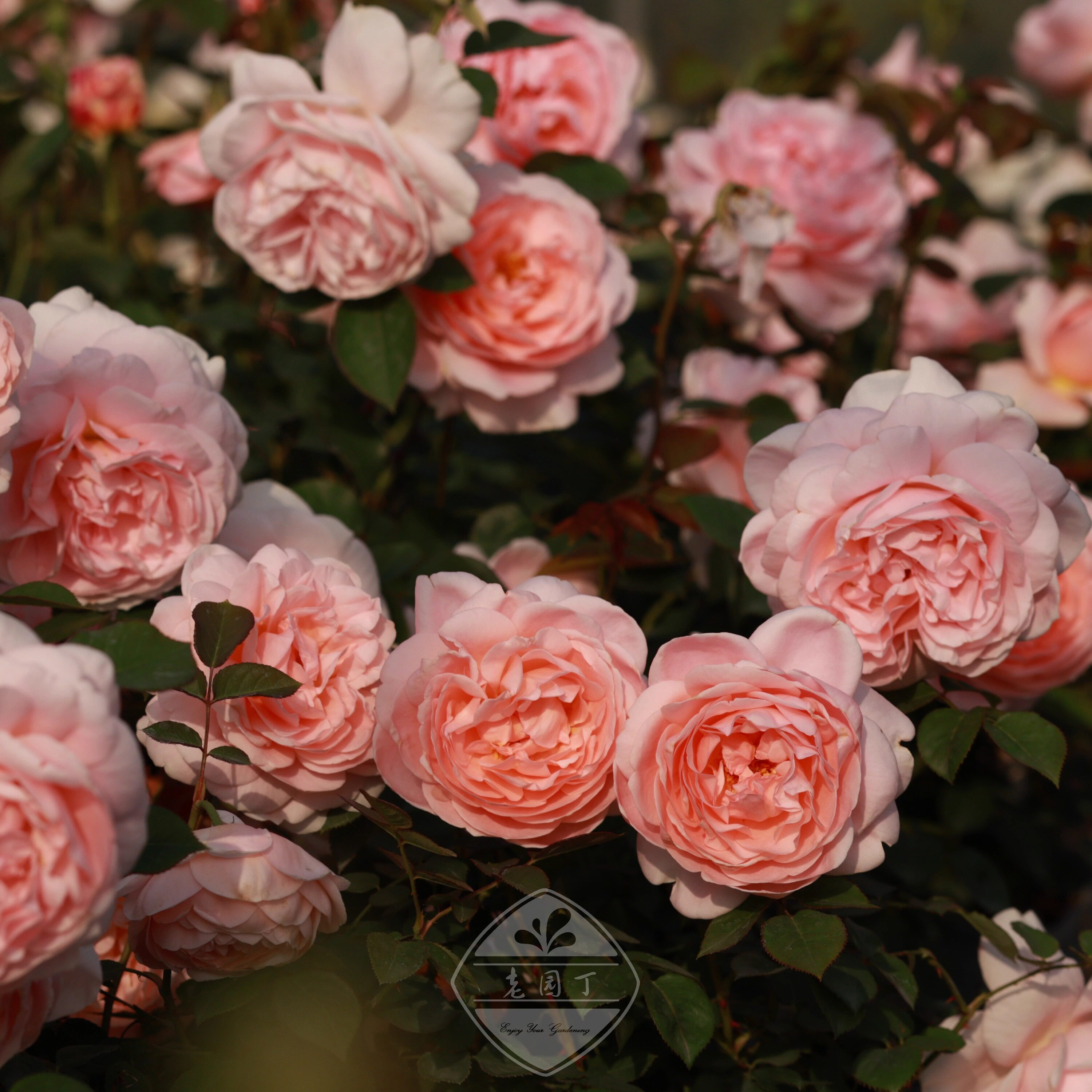 奥斯汀月季3.5L凯丽碧翠丝苔丝伊莫金黛丝德蒙娜老园丁庭院盆栽,鲜花速递/花卉仿真/绿植园艺,月季/蔷薇/玫瑰,淘宝优惠券,粉丝福利购,淘宝优惠卷