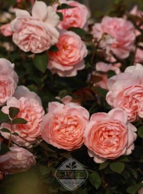 奥斯汀月季3.5L凯丽碧翠丝苔丝伊莫金黛丝德蒙娜老园丁庭院盆栽