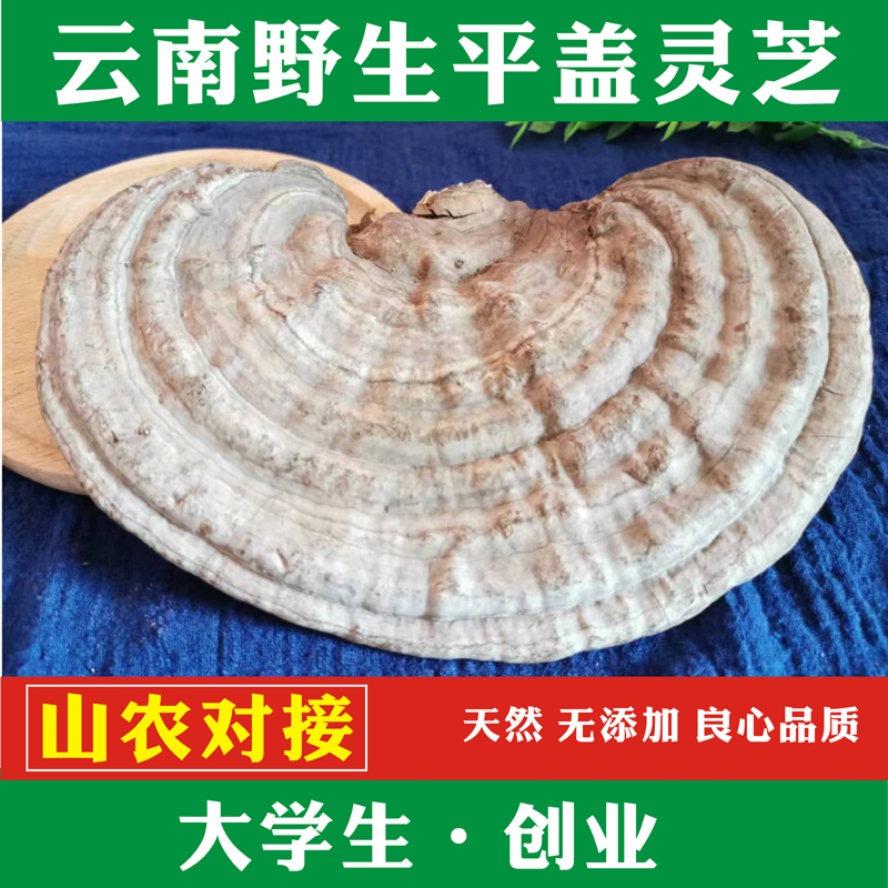 野生平盖灵芝 云南野生灵芝 树舌整枝灵芝 青芝可切片 250克