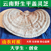 青芝可切片 树舌整枝灵芝 250克 云南野生灵芝 野生平盖灵芝