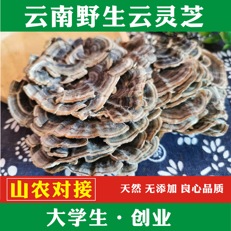 云芝纯天然野生灵芝云芝蘑 杂色云芝 黄云芝 纯野生云灵芝250克
