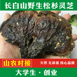 东北纯野生长白山灵芝天然野生松杉灵芝白肉白心赤芝可切片100克