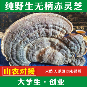 赤芝 赤灵芝 无柄赤芝 野生灵芝正品 红缘层孔菌  树舌灵芝 250克