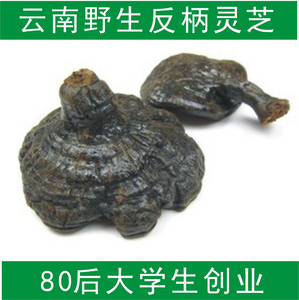反柄紫芝野生反柄黑灵芝马蹄灵芝背柄灵芝纯天然整枝野生灵芝250g