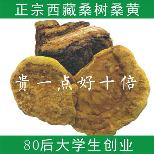 野生特级100g正品纯天然桑树桑黄