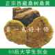 桑树桑黄野生特级100g正品 纯天然西藏金边桑黄可切片野生灵芝整枝