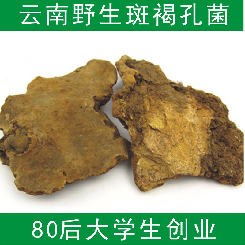 斑褐孔菌 云南野生斑褐灵芝 正品桦褐孔菌野生灵芝 可切片250g