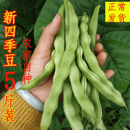 四季豆新鲜蔬菜扁豆四川农家当季芸豆当天现摘现发5斤包邮