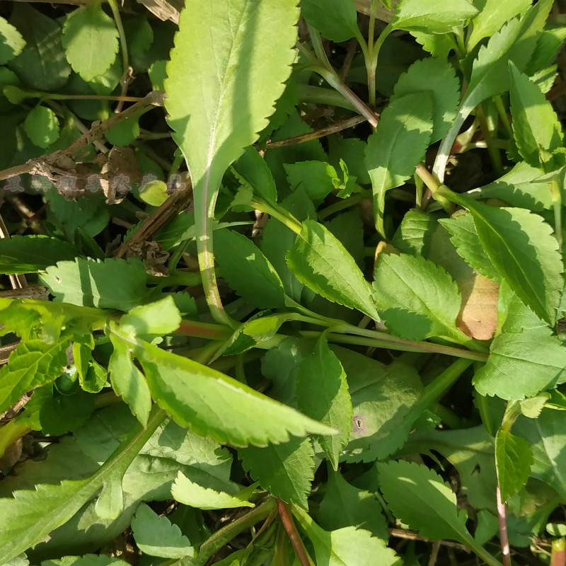 新鲜野生苦菜 苦斋婆 酱败草 苦丁菜 苦麻菜鲜野菜现摘现发