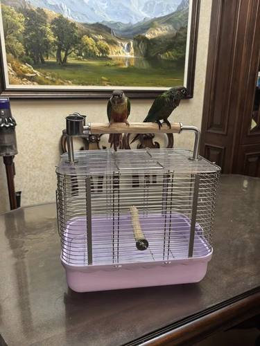 304不锈钢野梨木把手笼顶站棍笼顶游乐鸟笼鹦鹉玩具解闷自嗨