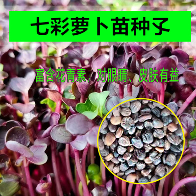 正宗紫杆萝卜苗种孓七彩萝卜苗种籽水培芽苗菜种无土栽培纸上种菜