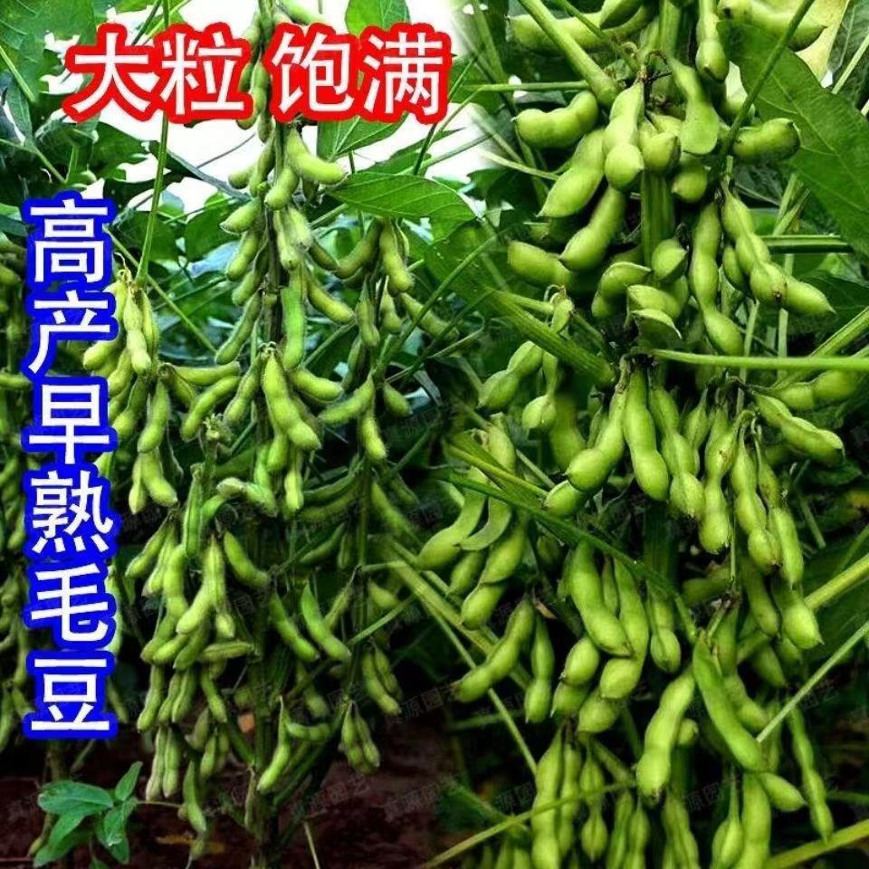 农家菜毛豆种子青黄豆抗病耐热高产鲜食大豆籽春夏秋播种蔬菜种孑