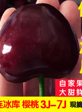 俄8大连冰库大樱桃7j车厘子6j