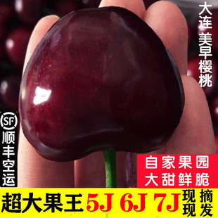 大连美早樱桃7j新鲜水果包邮5斤装礼盒6j樱桃当季2026年2月上架