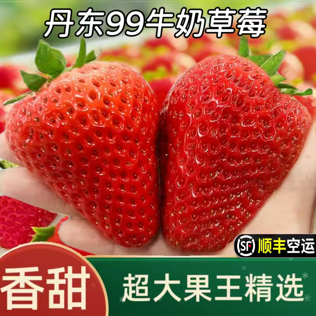 卖完了10月发货丹东草莓99新鲜水果牛奶油草莓超大果九九红