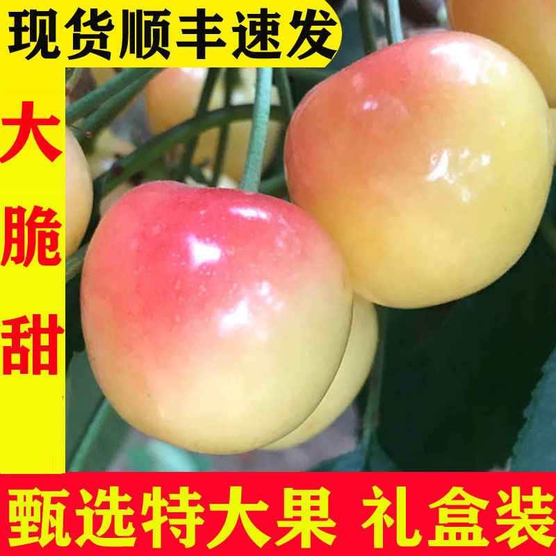 大连黄樱桃佳红樱桃黄金车厘子5j