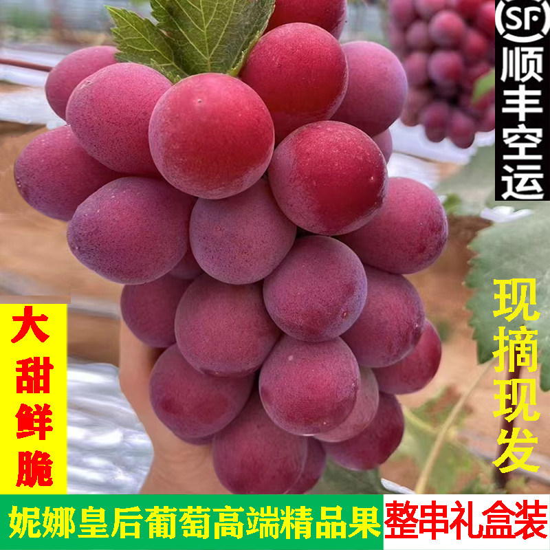 正宗妮娜皇后葡萄特大果现摘顺丰