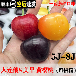 拼箱大连美早樱桃6j黄樱桃整箱新鲜水果黑金盒孕妇1月中旬上架