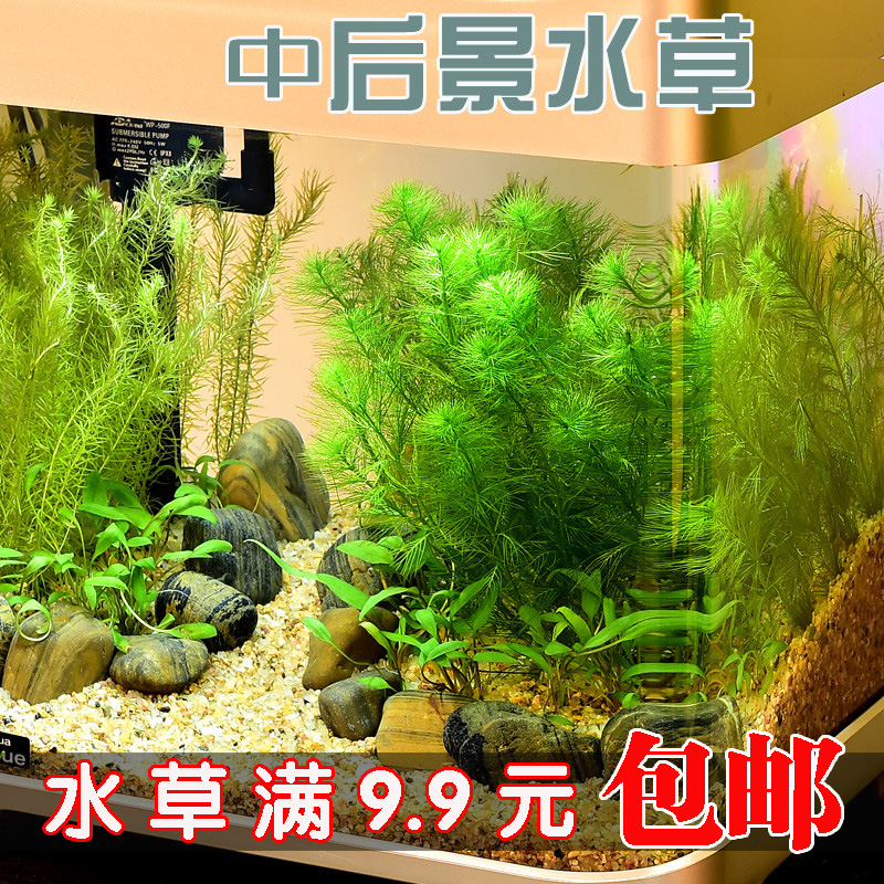 鱼缸造景水族箱装饰水草活体绿菊红丁香牛顿宫廷宝塔中后景真水草