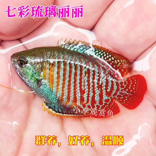 七彩丽丽五彩淡水好养小型观赏鱼