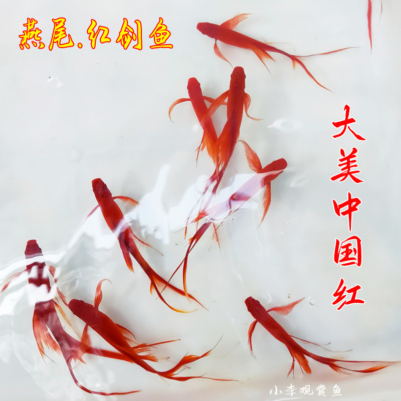 小型淡水观赏鱼燕尾红剑鱼长尾双尾高鳍红箭鱼凤尾孔雀鱼公母活体