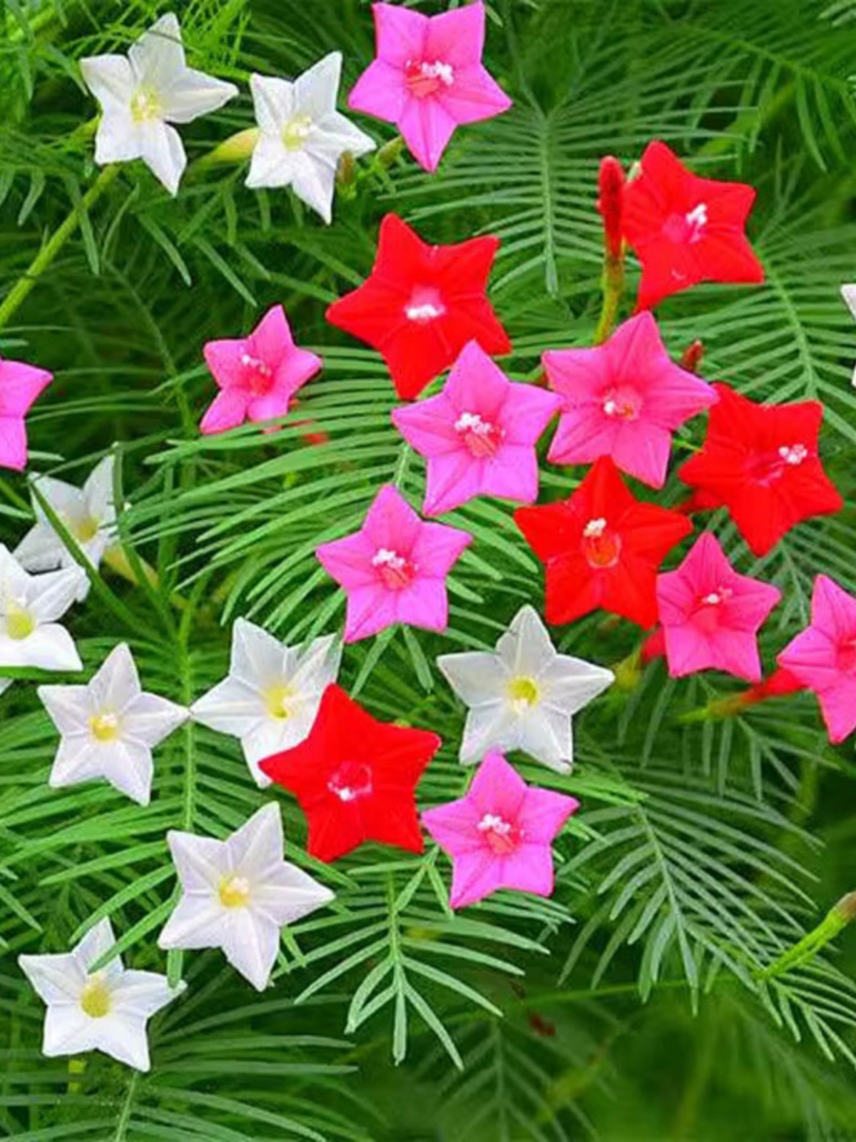 羽叶茑萝花种籽子四季播种开花不断室外五角星花籽爬藤爬墙花卉孑