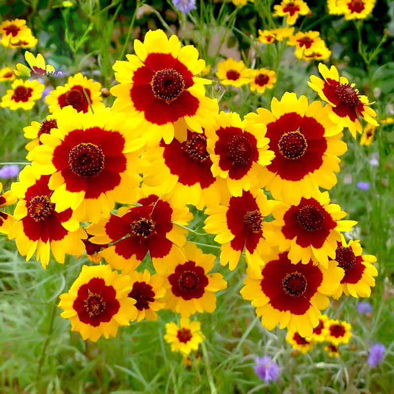 蛇目菊花种子春秋播种四季开花种子室外庭院阳台花卉盆栽花种籽子