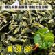 桑芽茶桑叶茶桑叶芽茶桑叶嫩芽茶炒制 桑树叶芽头桑芽尖嫩桑叶芽