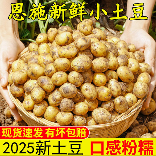 2025新鲜恩施小土豆新鲜现挖