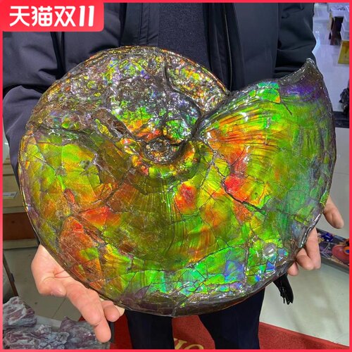 加拿大化石动物收藏品斑彩螺