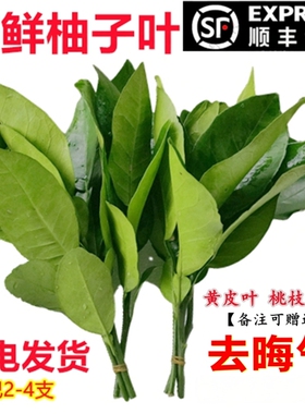 新鲜柚子叶现摘过年洗澡柚子叶去尘纳福转好运去晦气专用柚子叶