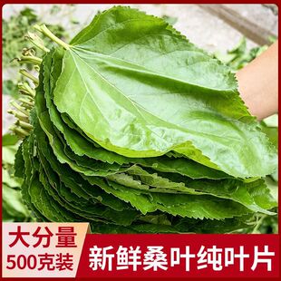 精选大叶整齐桑叶新鲜季农家桑叶蚕食用桑叶桑树叶纯天然桑叶