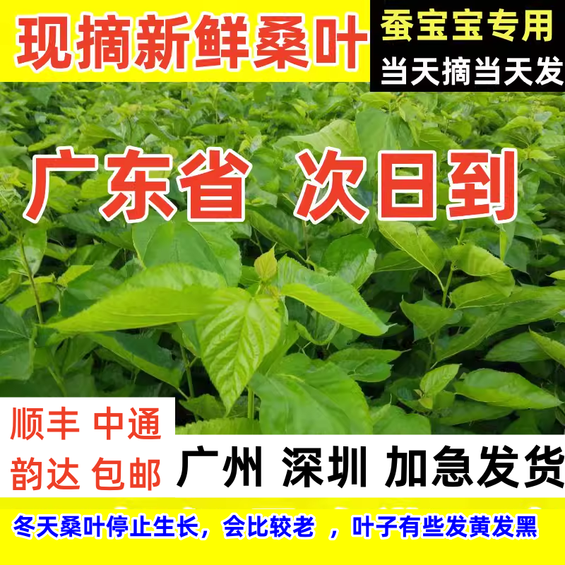 新鲜桑叶喂蚕鲜桑叶蚕叶
