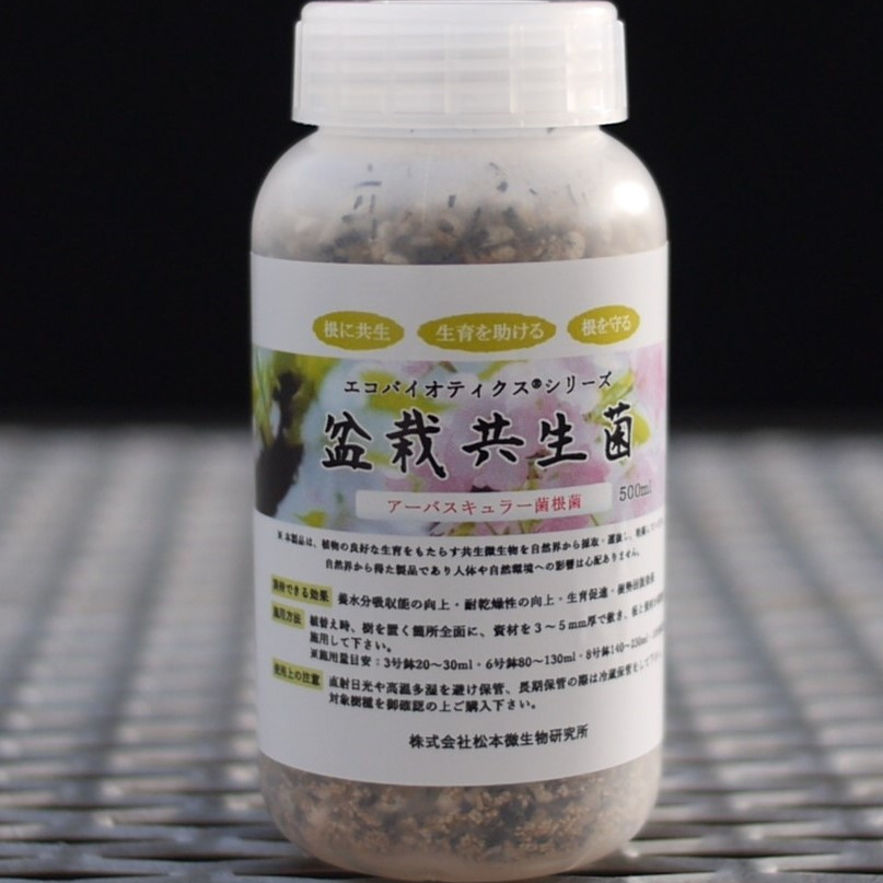 真柏杜松樱花梅花山茶榉树枫树海棠姬苹果栀子花黄梅菌根菌日本产