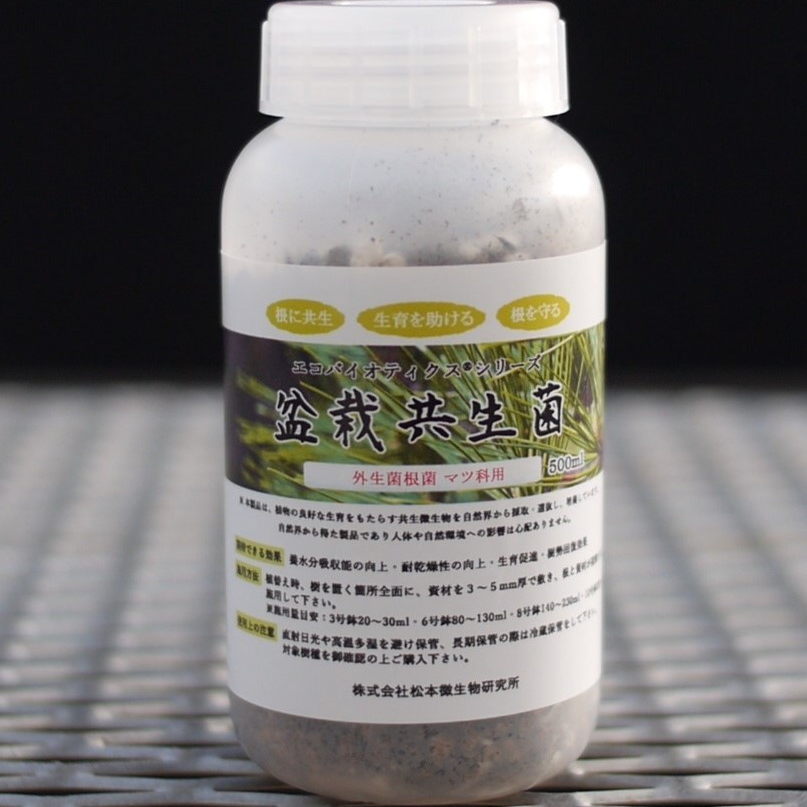 外生菌根菌松本日本产松树红松五针松虾夷松专用菌高级稀有品好物