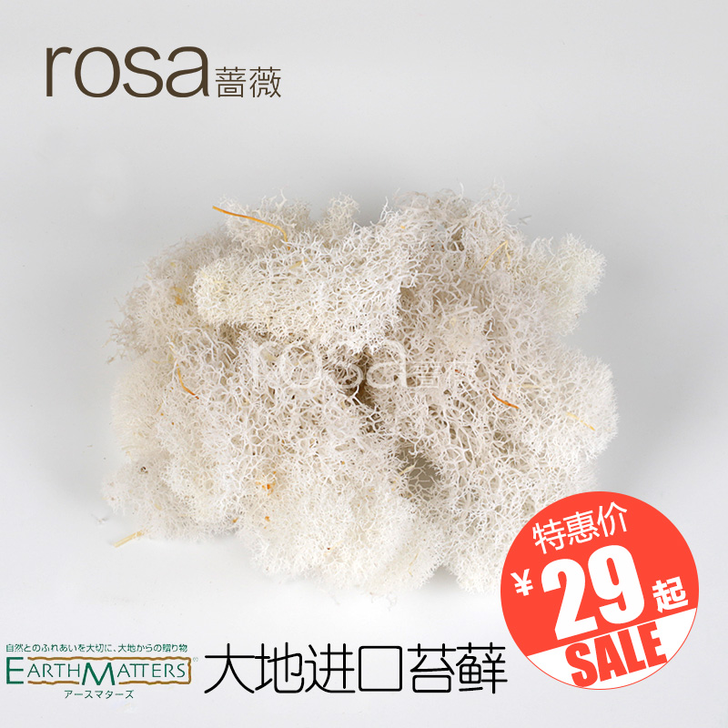 薔薇永生苔蘚白色小袋盒裝無雜質大地單袋包裝