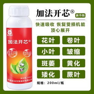 加法开芯卷叶小叶黄化病专用药辣椒番茄西葫芦花叶专用药
