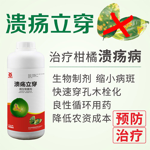 沙田柚英语价格 沙田柚英语图片 星期三