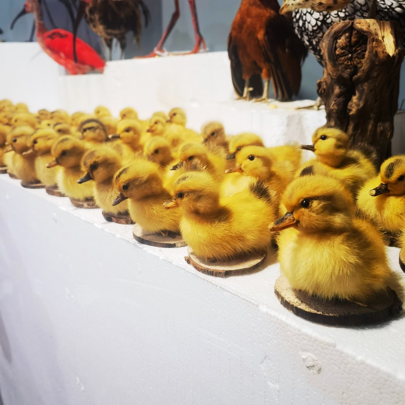 小黄鸭子标本展馆摆饰教学道具