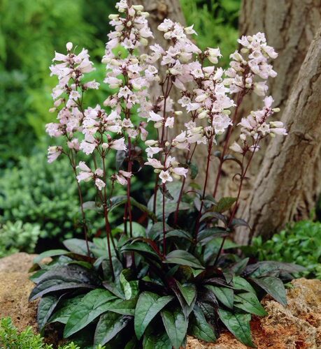 路兮小农民 毛地黄钓钟柳花苗耐寒庭院地栽宿根好养活阳台草花卉