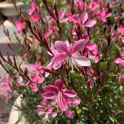 路兮小农民 紫叶千鸟花盆栽山桃草阳台花园花镜花卉多年生宿根