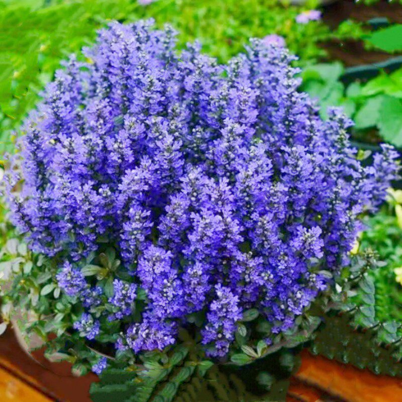 路兮小农民姬十二单巧克力片筋骨草地被多年生宿根植物霓虹灯耐寒