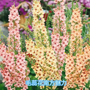 路兮小农民进口毛蕊花品种盆栽系列花卉花园植物宿根花苗切花耐热